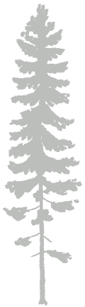 Spruce Tree