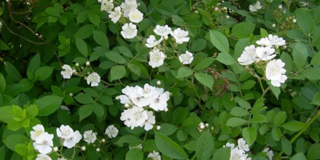 Multiflora Rose: An Invasive Species, A Cautionary Tale, and A Good ...