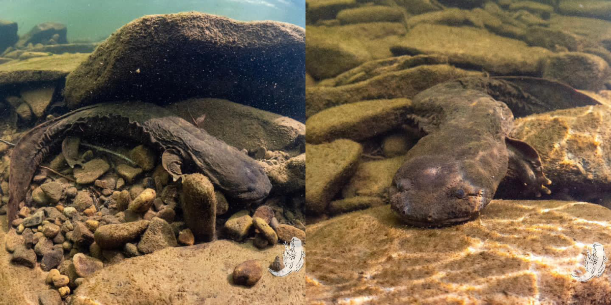 Two photos side by side of a mature eastern hellbender on the bottom of a stream bed