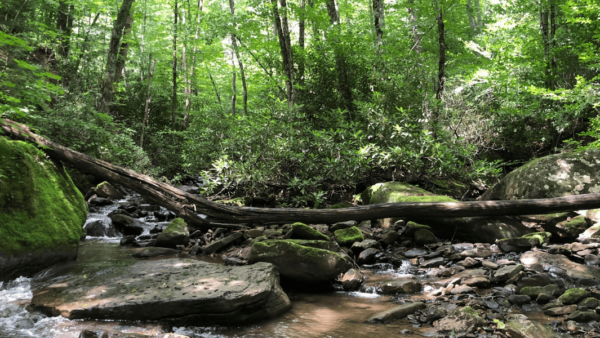 WVHC, Appalachian Voices to Sue South Fork Coal Over Toxic Discharges and Reclamation Failures in Greenbrier County