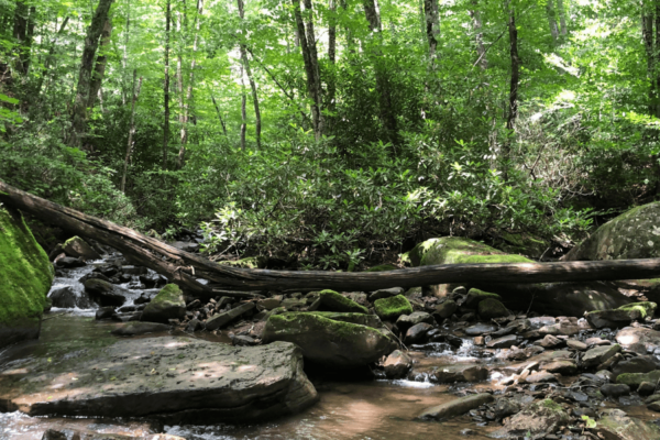 A small West Virginia stream, Becky Run, in summer.