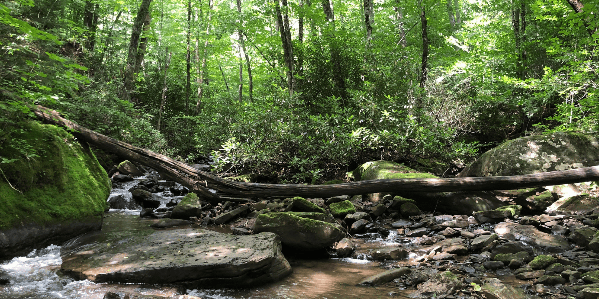 A small West Virginia stream, Becky Run, in summer.