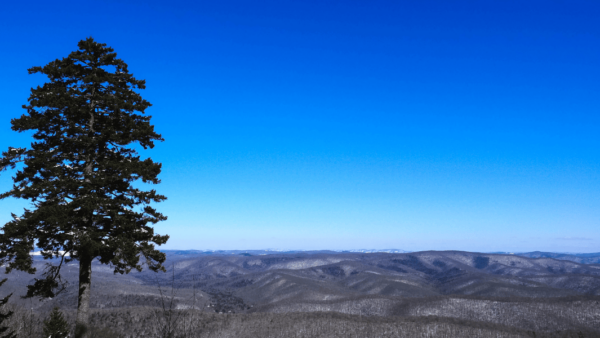 The Regional Red Spruce Restoration Project