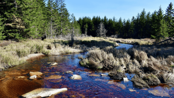 TNC in West Virginia Acquires Dobbin Slashings Adjacent to Dolly Sods Wilderness Area