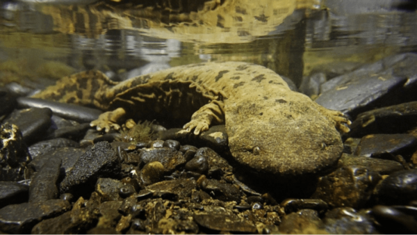 Monster “hellbenders” are lurking in West Virginia’s cleanest streams